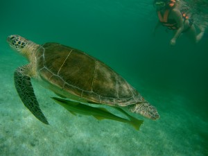 Mexiko, Tulum, Akumal: Schnorcheln mit den Schildkröten - ein unvergleichliches Erlebnis