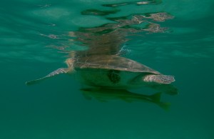 Mexiko, Tulum, Akumal: Schnorcheln mit den Schildkröten - ein unvergleichliches Erlebnis