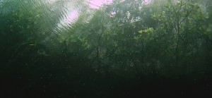 Mexiko, Tulum, Cenoten Tauchen, Casa Cenote: Tauchen unter Mangroven