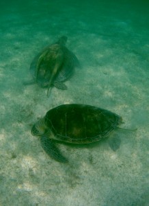 Mexiko, Tulum, Akumal: Schnorcheln mit den Schildkröten - ein unvergleichliches Erlebnis