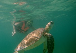 Mexiko, Tulum, Akumal: Schnorcheln mit den Schildkröten - ein unvergleichliches Erlebnis