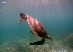 Mexiko, Tulum, Akumal: Schnorcheln mit den Schildkröten - ein unvergleichliches Erlebnis