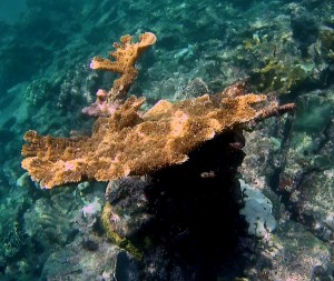 Belize Barrier Reef: Schöne Korrallen