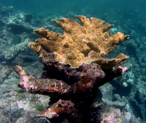 Belize Barrier Reef: Schöne Korrallen
