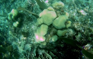 Belize Barrier Reef: Faviidae (Hirnkorallen) aus der Familie der Steinkorallen