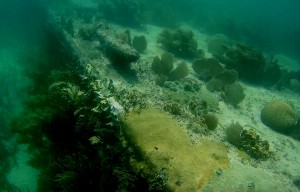 Belize, Caye Caulker: Schnorcheln am Wrack