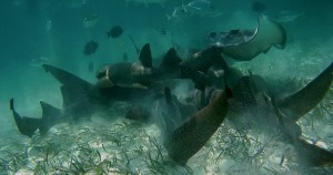 Belize Barrier Reef, Shark & Ray Alley: Ammenhaie und Stachelrochen im Kampf um das Futter