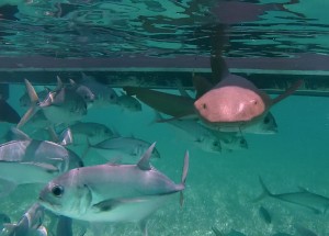 Belize Barrier Reef, Shark & Ray Alley: Ammenhai auf Kollisionskurs