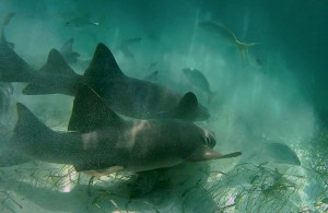 Belize Barrier Reef, Shark & Ray Alley: Wenn es um die wirklich wichtigen Dinge im Leben geht, kann´s schon mal etwas wilder werden