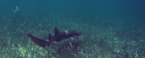 Belize Barrier Reef, Shark & Ray Alley: Ammenhaie in der Shark & Rai Alley