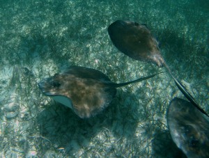 Belize Barrier Reef, Shark & Ray Alley: Achtung! Rochen im Anflug