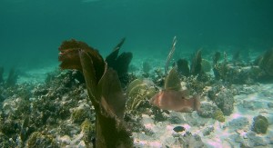 Belize Barrier Reef: Schnorcheln am Hol Chan, dem kleinen Kanal