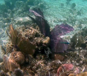 Belize Barrier Reef: Schnorcheln am Hol Chan, dem kleinen Kanal