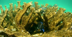 Belize Barrier Reef: Schnorcheln am Hol Chan, dem kleinen Kanal