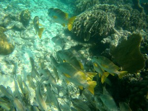 Belize Barrier Reef: Schnorcheln am Hol Chan, dem kleinen Kanal