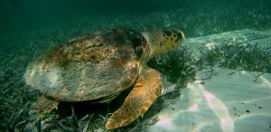 Belize Barrier Reef: Schnorcheln am Hol Chan, dem kleinen Kanal