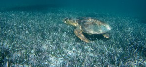 Belize Barrier Reef: Schnorcheln am Hol Chan, dem kleinen Kanal