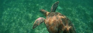 Belize Barrier Reef: Schnorcheln am Hol Chan, dem kleinen Kanal