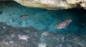 Mexiko, Tulum, Cenoten Tauchen: Schildkröten in der Gran Cenote