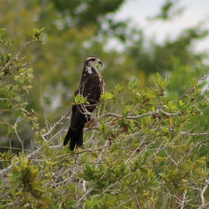 Mexiko, Laguna Bacalar: Im Vogelschutzgebiet