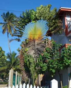 Belize, Caye Caulker: Außergewöhnliches an jeder Ecke