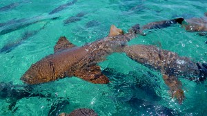 Belize Barrier Reef, Shark & Ray Alley: Ammenhaie in der Shark & Rai Alley