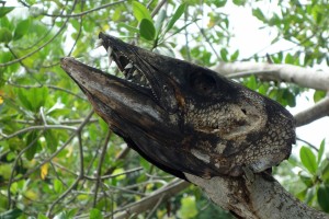 Belize, Caye Caulker: Dieser Tarpon-Räuber hat seine Fresslust nicht überlebt