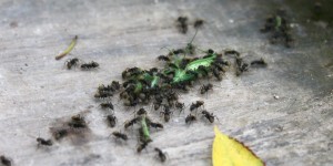 Guatemala, Tikal: Die Natur lässt nichts verkommen. Fachgerechtes zerlegen von Beute