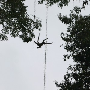 Guatemala, Tikal: Diese Affen-Akrobatik bekommt man nur sehr selten zu Gesicht