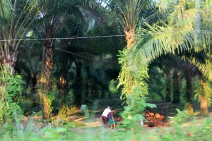 Palmöl-Plantage auf dem Weg von Palenque nach Misol-Ha und Agua Azul