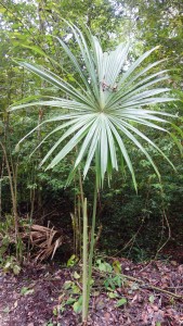 Guatemala, Tikal: Diese Palme nahm sich für ihr Aussehen die Sonne als Vorbild