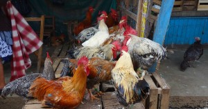 San Cristobal: Lebende Hühner auf dem Mercado Central