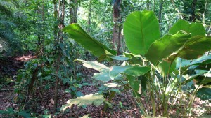 Palenque, Dschungeltour