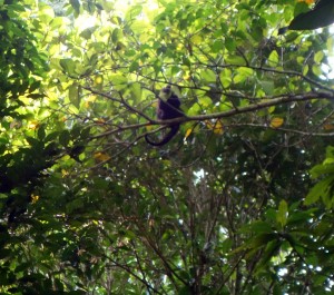 Palenque, Dschungeltour: Endlich mal ein Affe!