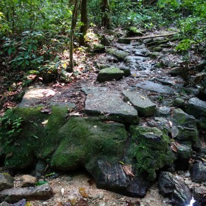 Palenque, Dschungeltour: Die Reste des gepflasterten Weges sind noch recht gut zu erkennen