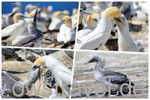 Cape Kidnapper: Jungvogel Impressionen