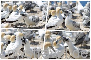 Cape Kidnapper: Nur Hartnäckigkeit führt zum Erfolg und in diesem Fall zum Futter