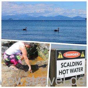 Lake Taupo: Schwarze Schwäne vor dem Tongariro Nationalpark mit dem Mount Doom, dem Schicksalsberg (oben) und Otti, die testet ob die heiße Quelle auch wirklich heiß ist