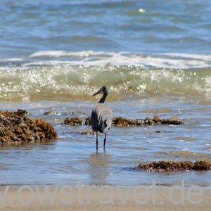 Cape Kidnapper, Black Reef: Auch der Blue Heron (Graureiher) findet hier reiche Beute