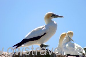 Cape Kidnapper, Black Reef: Ein Gannet in Pose