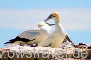 Cape Kidnapper, Black Reef: Gegenseitige Gefiederpflege als Liebesbeweis