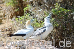 Cape Kidnapper: Gannet Elternvogel mit Jungtier