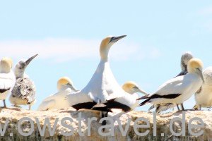 Cape Kidnapper, Black Reef: Gannet auf Brautschau. Mit dieser Pose zeigt er dem Weibchen seine Vorzüge - genau wie die Halbstarken im Autoscooter auf der Kirmes.