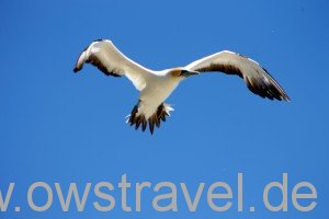 Cape Kidnapper: Achtung ein Tölpel im Landeanflug!