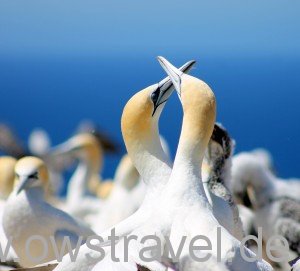 Cape Kidnapper: Schmusen ist für Gannets unverzichtbar