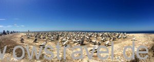 Cape Kidnapper: Dieser Tölpel-Kolonie kommt man sehr nahe und das riecht man auch deutlich